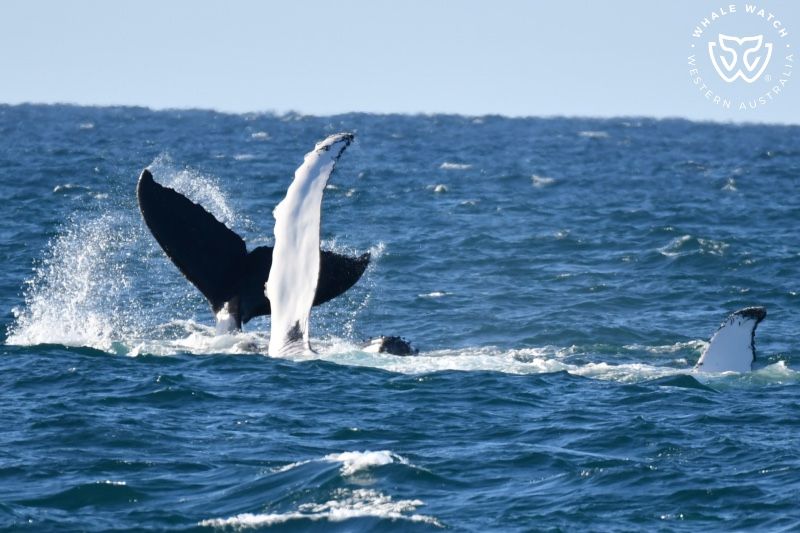 Whale Watch Western Australia