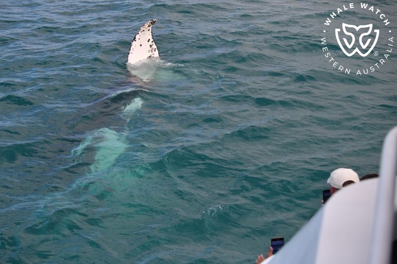 Whale Watch Western Australia