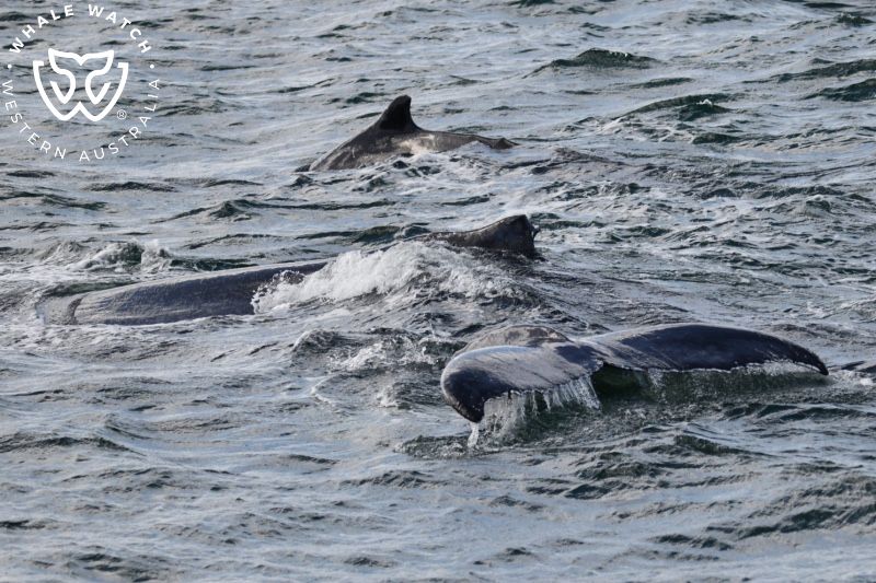 Whale Watch Western Australia