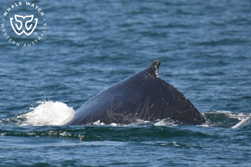 Whale Watch Western Australia