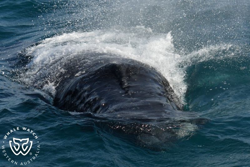 Whale Watch Western Australia