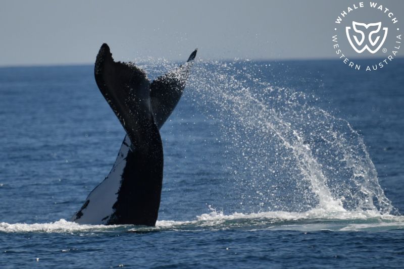 Whale Watch Western Australia