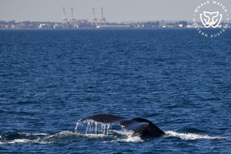 Whale Watch Western Australia