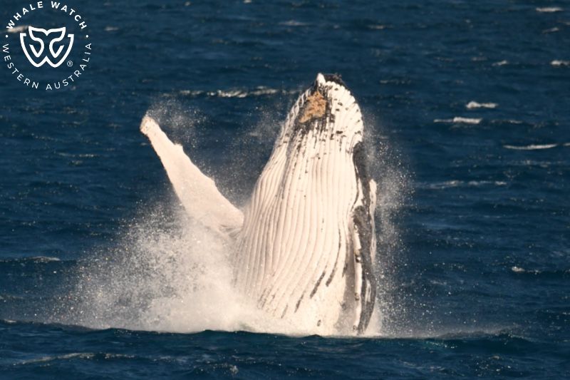 Whale Watch Western Australia