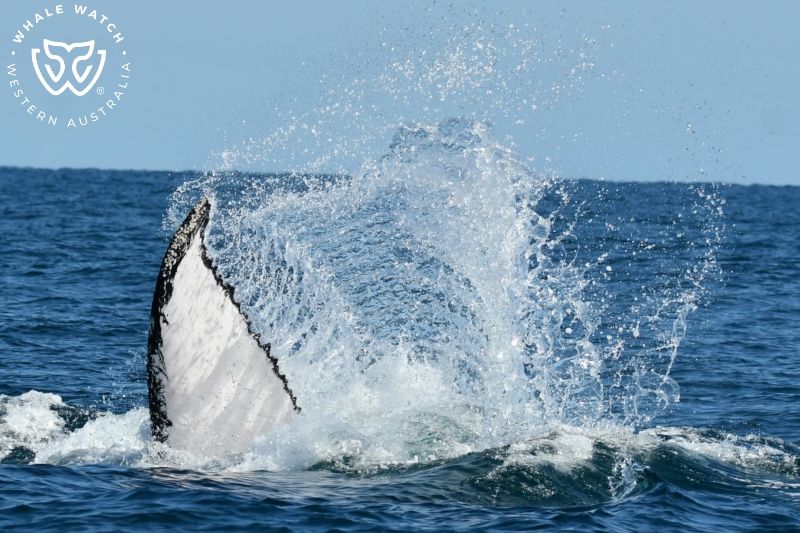 Whale Watch Western Australia