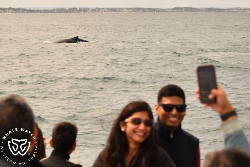 Whale Watch Western Australia