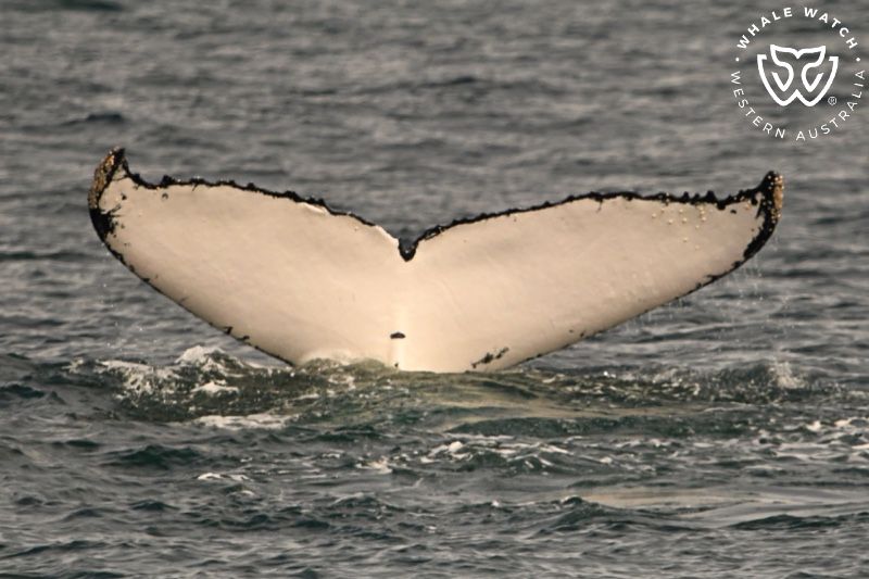 Whale Watch Western Australia