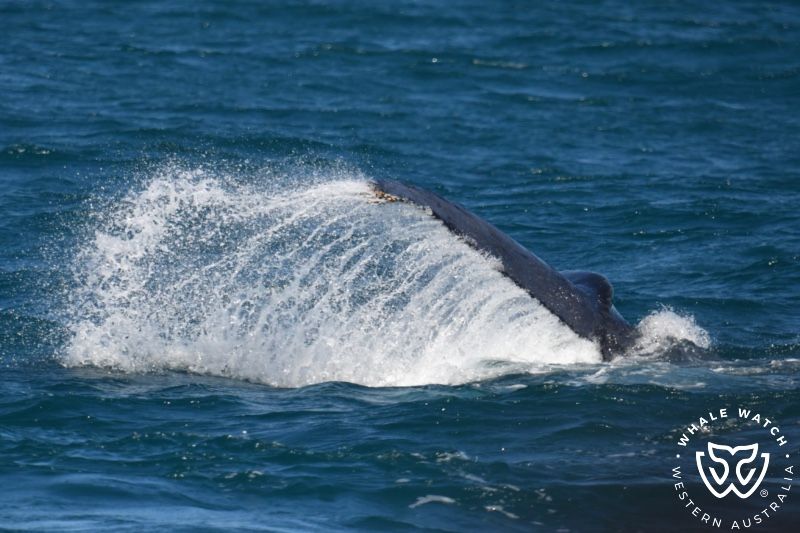 Whale Watch Western Australia