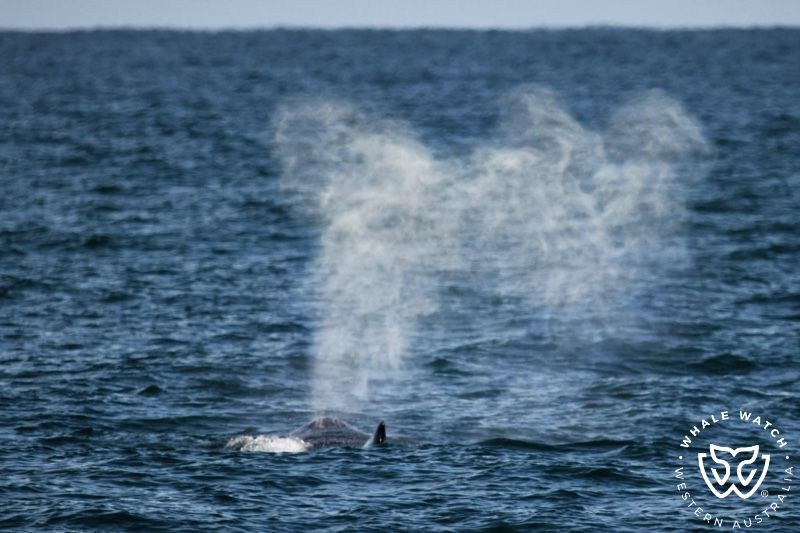 Whale Watch Western Australia