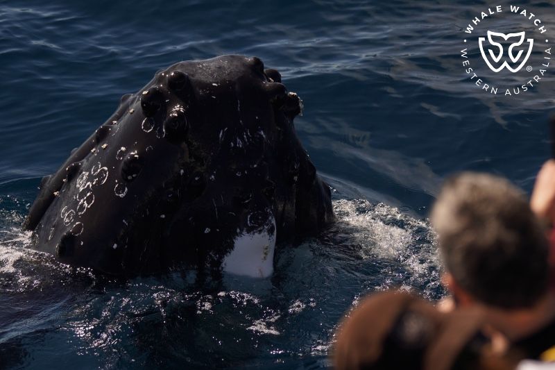 Whale Watch Western Australia