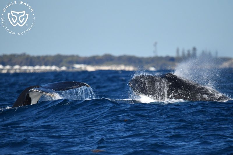 Whale Watch Western Australia