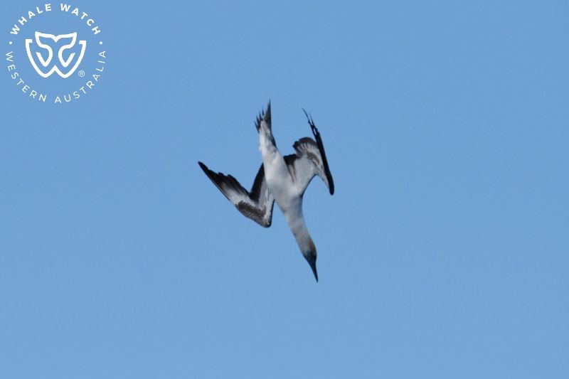 Whale Watch Western Australia