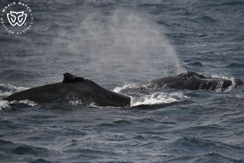 Whale Watch Western Australia