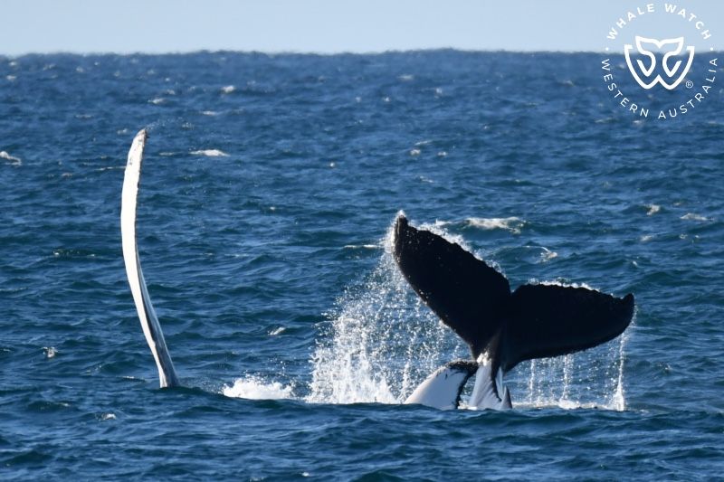 Whale Watch Western Australia