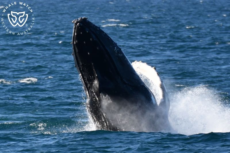 Whale Watch Western Australia