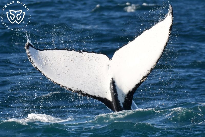 Whale Watch Western Australia