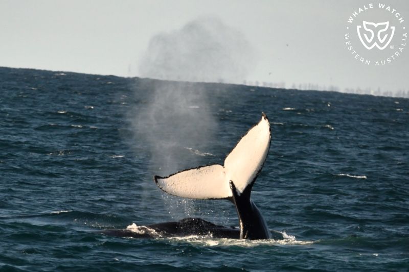 Whale Watch Western Australia