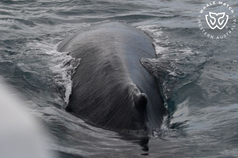 Whale Watch Western Australia