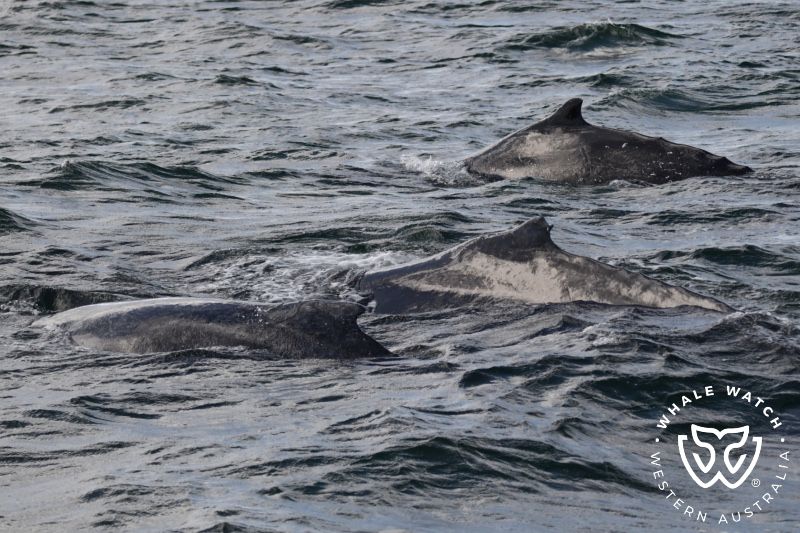 Whale Watch Western Australia