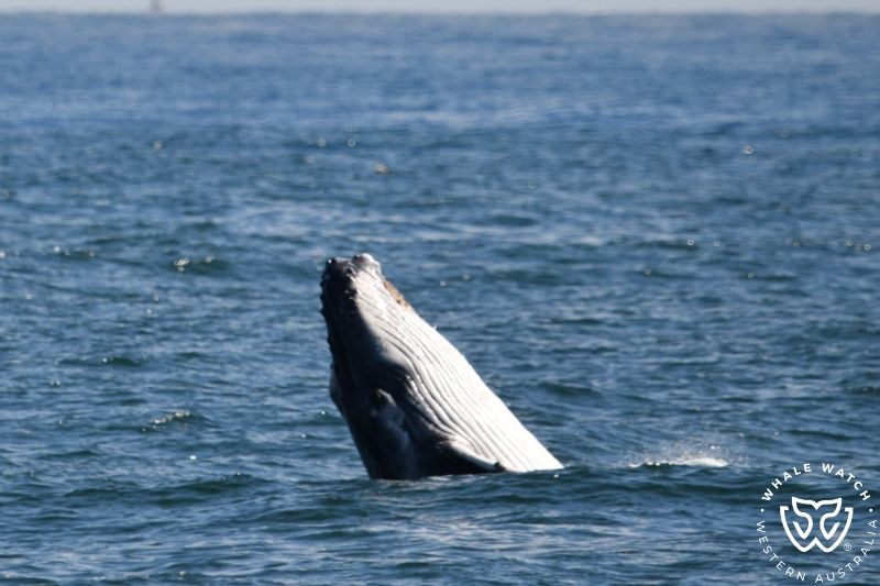 Whale Watch Western Australia