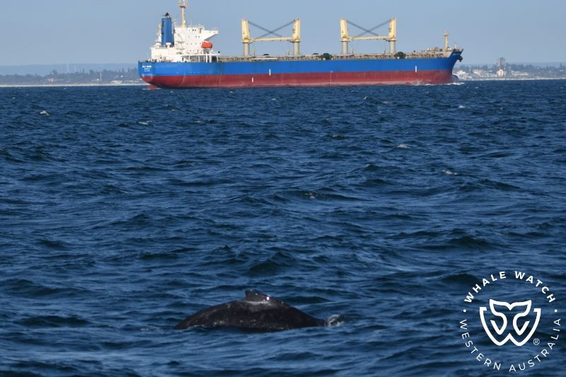 Whale Watch Western Australia