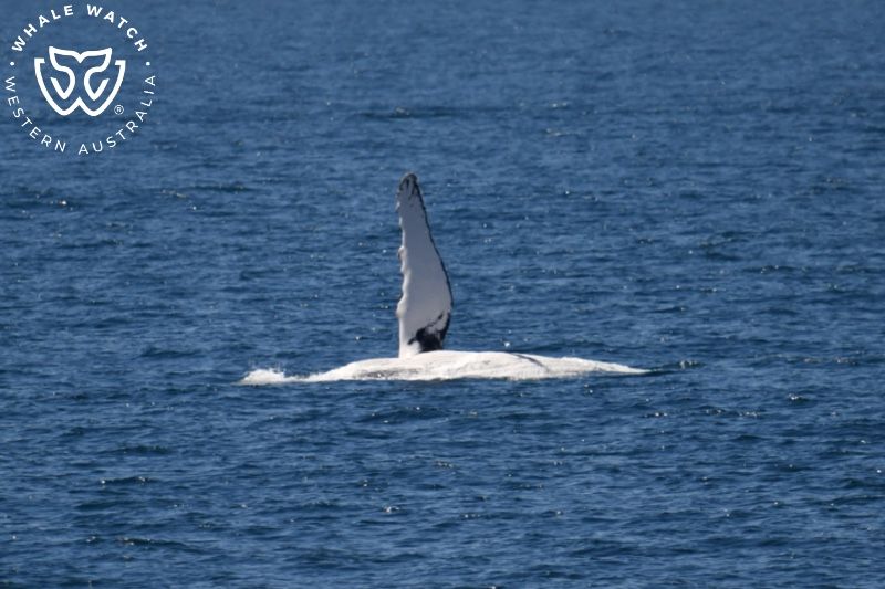 Whale Watch Western Australia