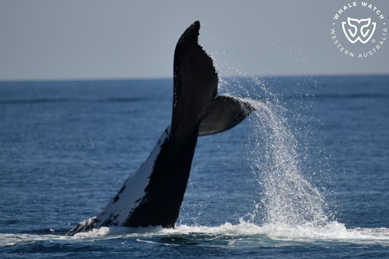 Whale Watch Western Australia