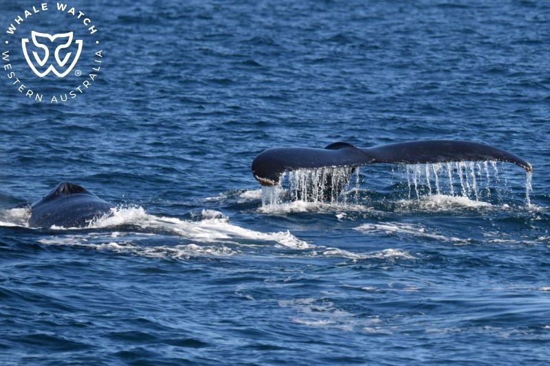 Whale Watch Western Australia