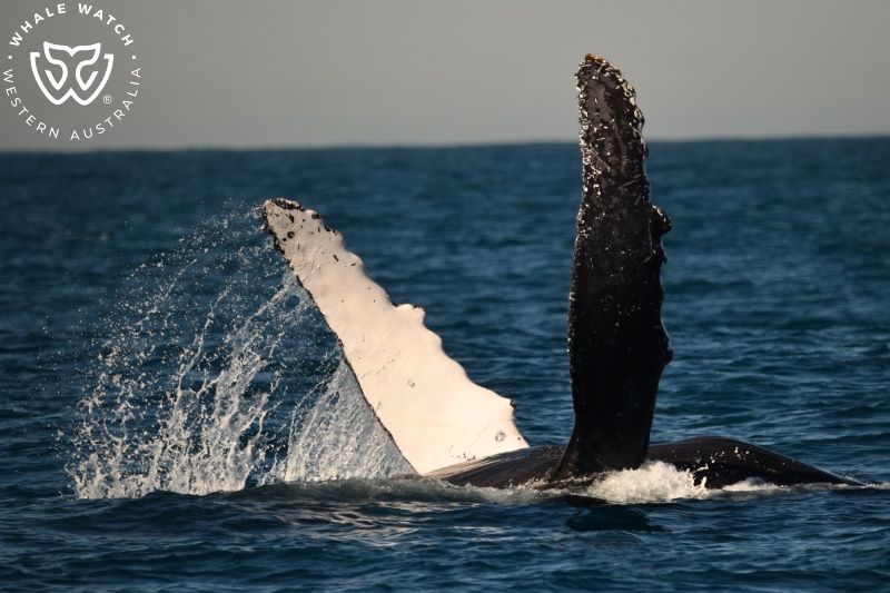Whale Watch Western Australia