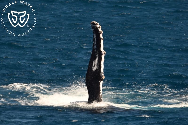 Whale Watch Western Australia