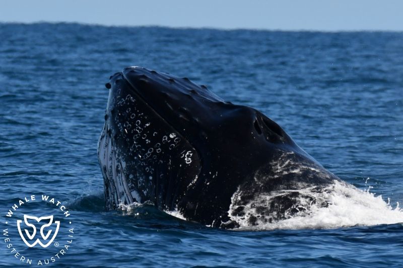 Whale Watch Western Australia