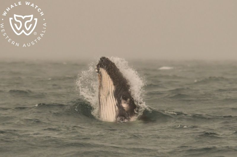 Whale Watch Western Australia