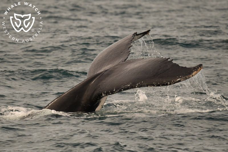 Whale Watch Western Australia