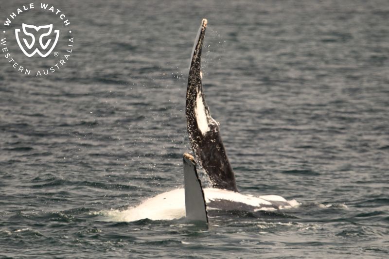 Whale Watch Western Australia