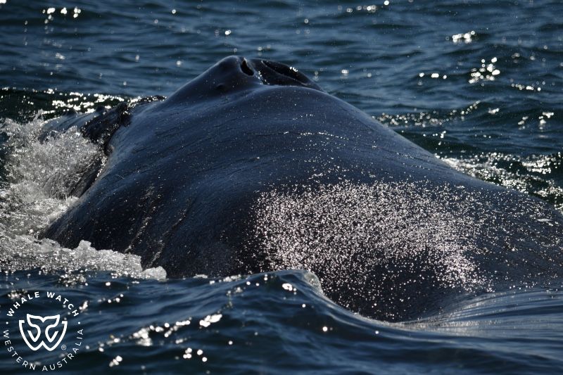 Whale Watch Western Australia