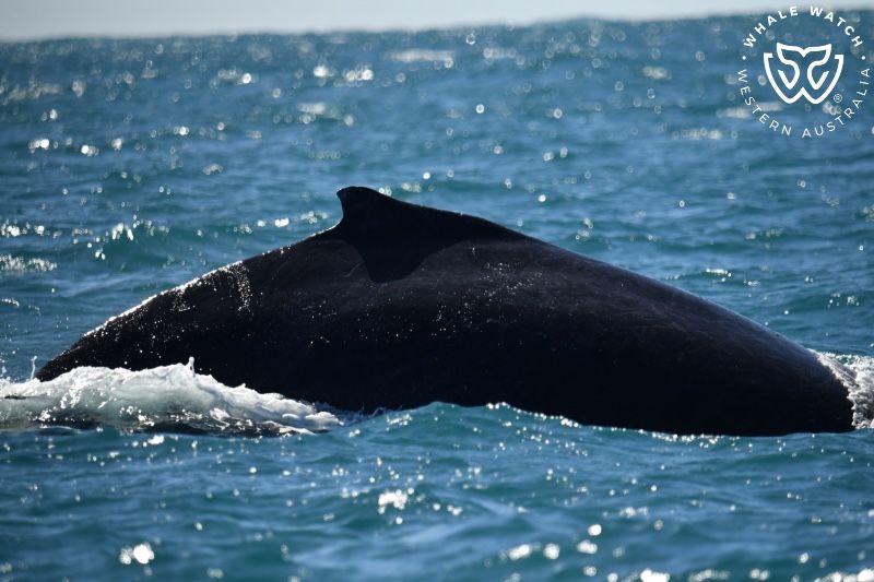 Whale Watch Western Australia