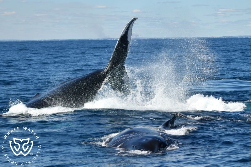 Whale Watch Western Australia