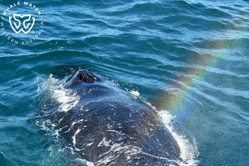 Whale Watch Western Australia