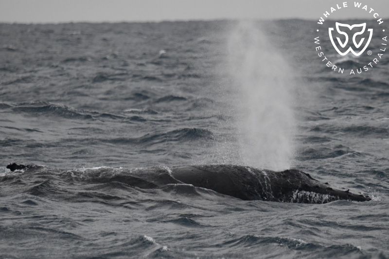 Whale Watch Western Australia
