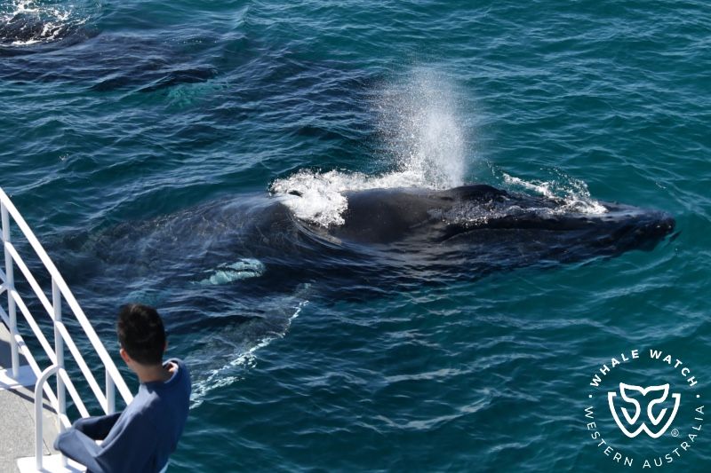 Whale Watch Western Australia