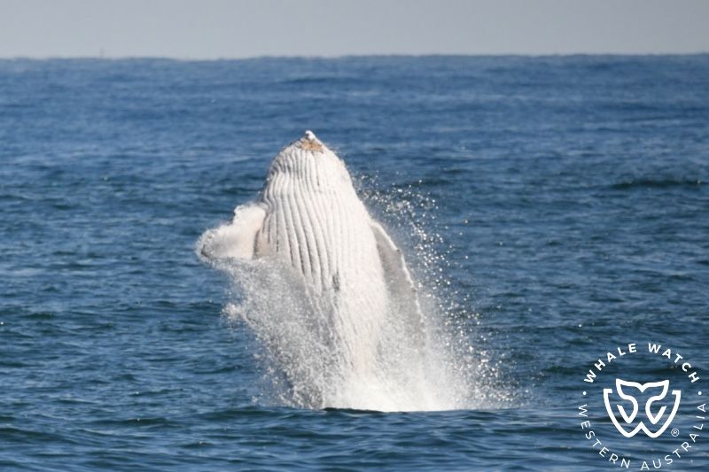 Whale Watch Western Australia