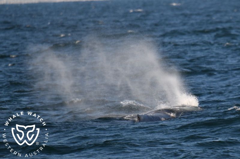 Whale Watch Western Australia