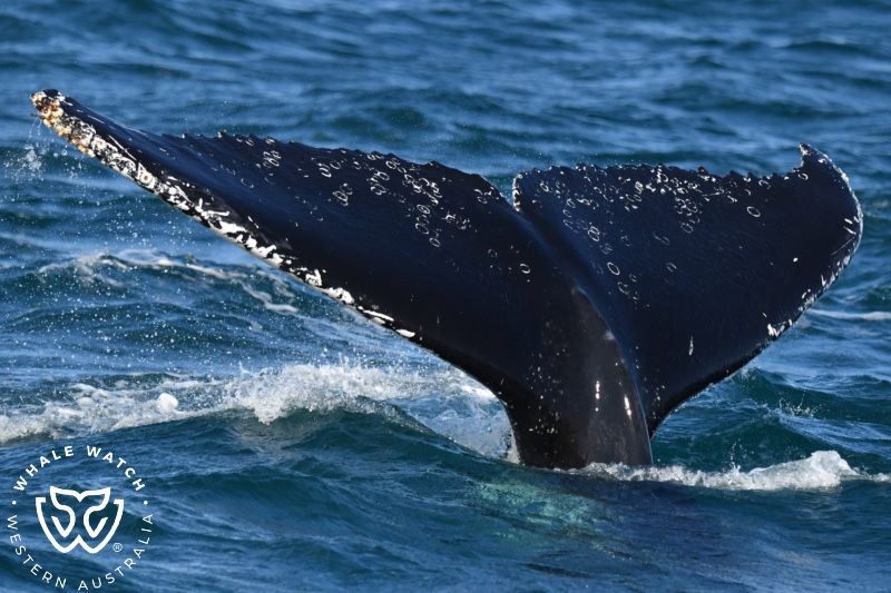 Whale Watch Western Australia