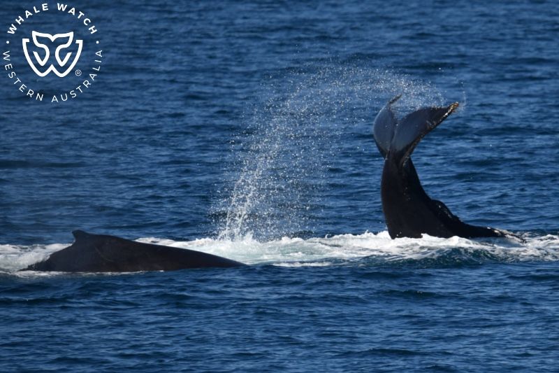 Whale Watch Western Australia