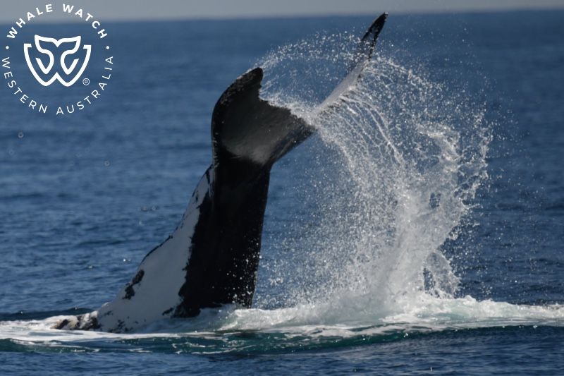 Whale Watch Western Australia