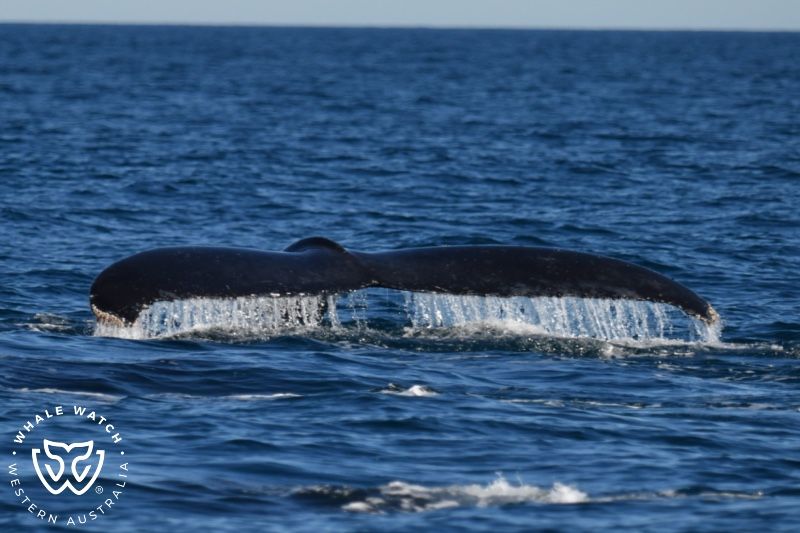 Whale Watch Western Australia