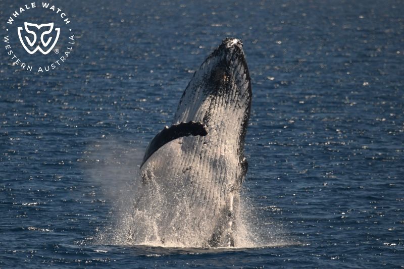Whale Watch Western Australia