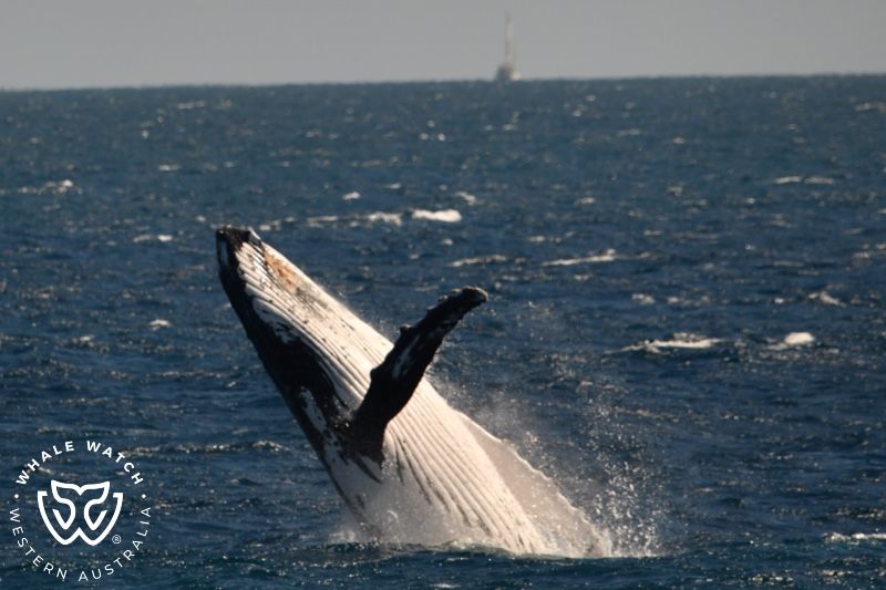 Whale Watch Western Australia