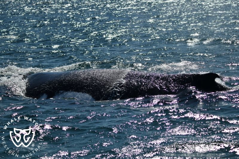 Whale Watch Western Australia