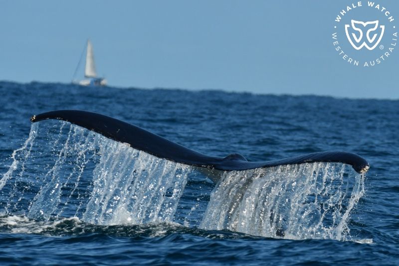 Whale Watch Western Australia